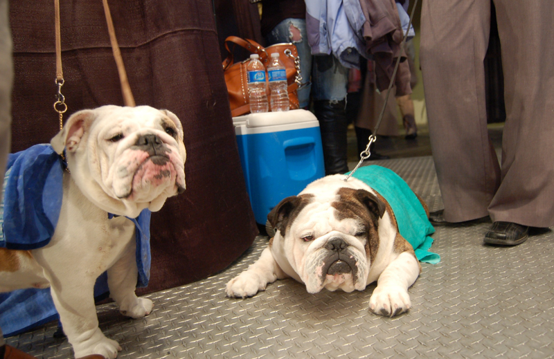 Illustration for article titled Lapdogs And Luxury Boxes: A New-Look MSG Welcomes The Westminster Dog Show